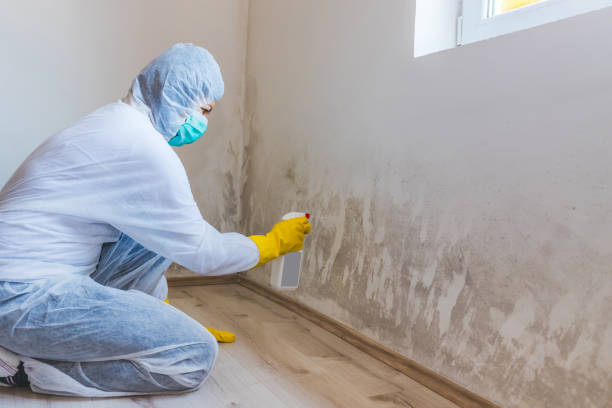 Licensed Mold Remediation service in Houston, PA - WQB Mold Removal